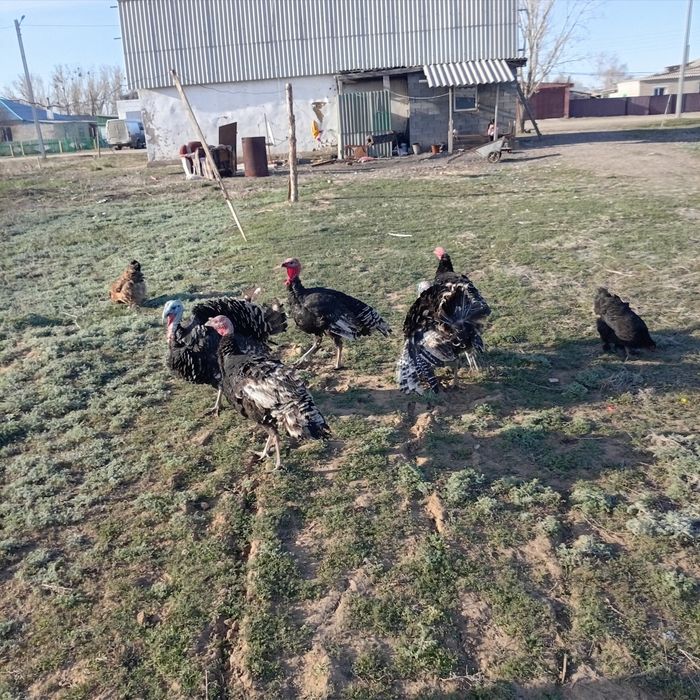 Ата Куркей  2 шт