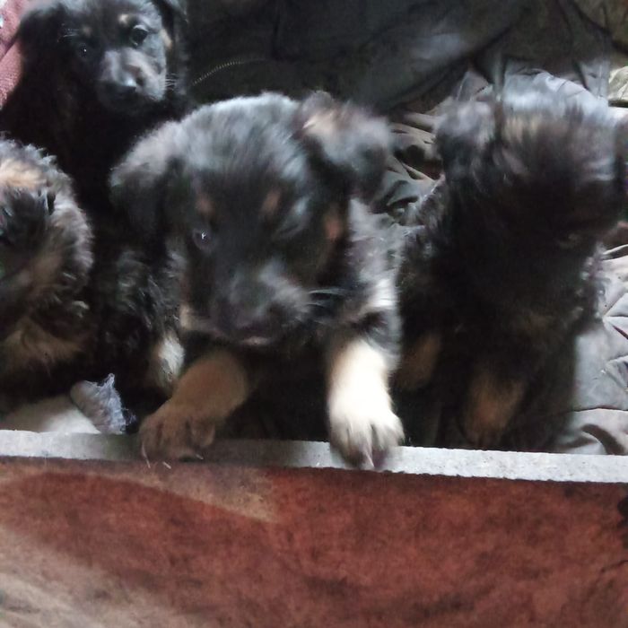 Щенки немецкой овчарки