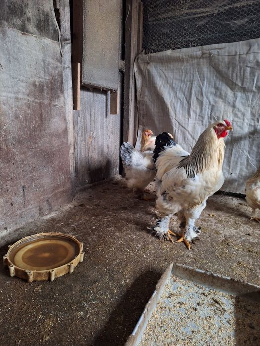 Familie de găini Brahma albe de vânzare!