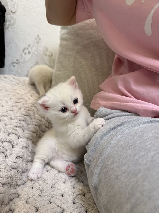 Элитные шотландцы