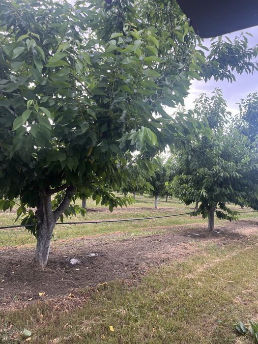 Парцел ( земеделска земя , имот ) в землището на с.Брестник .
