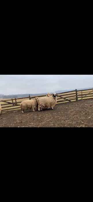 Berbecuți oacheși și un brez