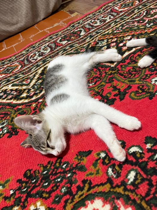 Котята в добрый руки