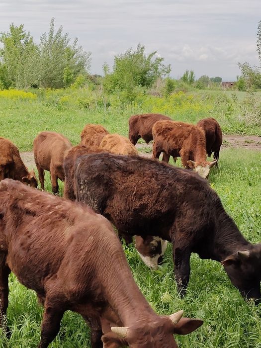 Продам Бычков породы сандагеры