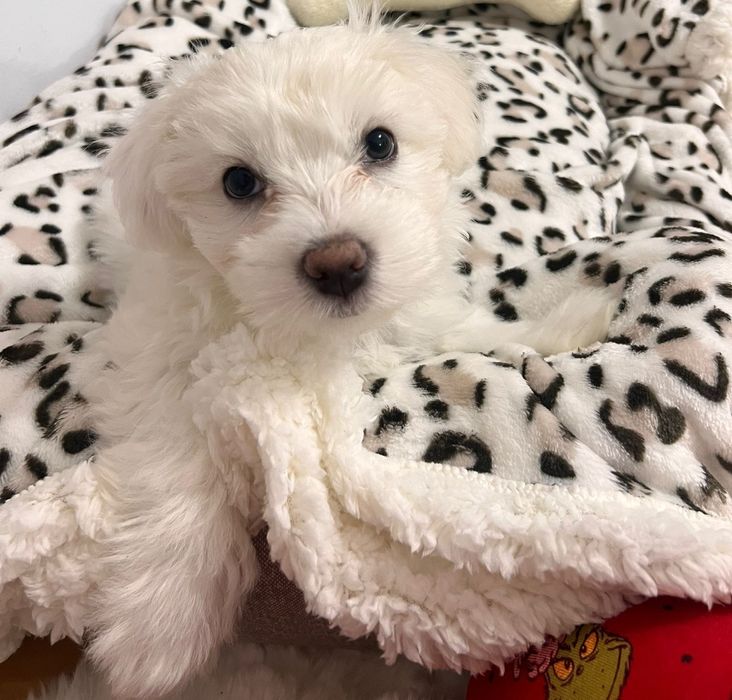 Bichon Maltez puiuti