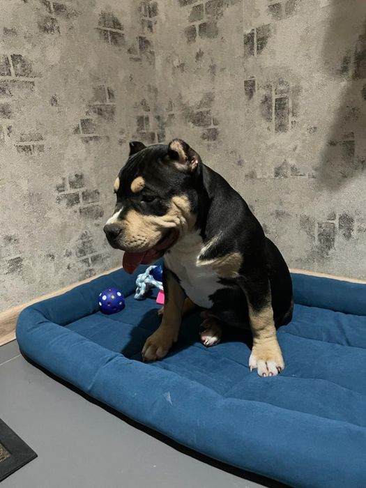 Американский булли