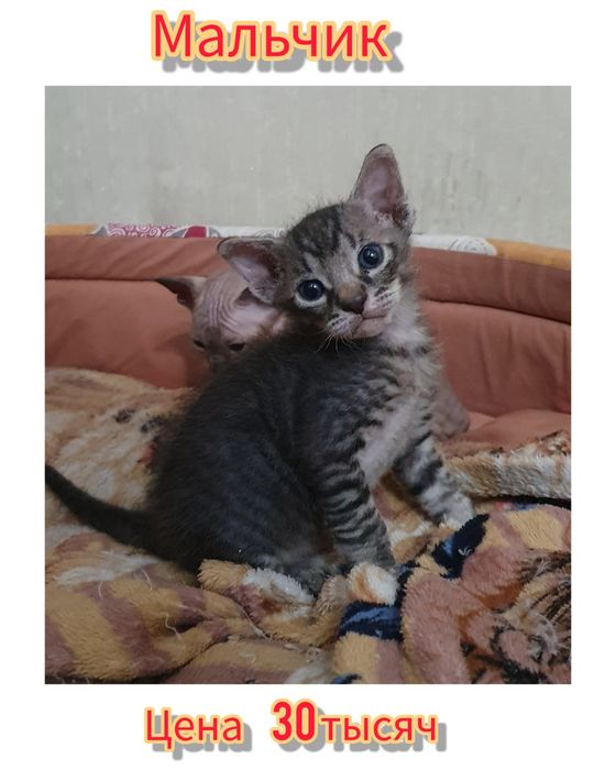 Канадский Сфинкс котята