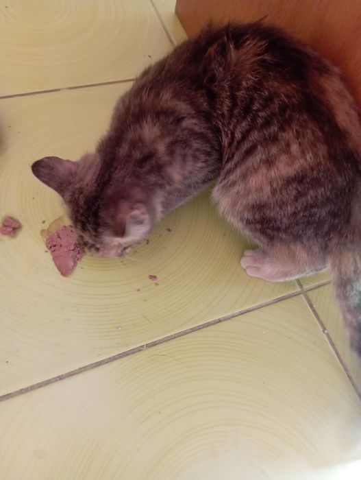 Котёнку срочно нужен дом