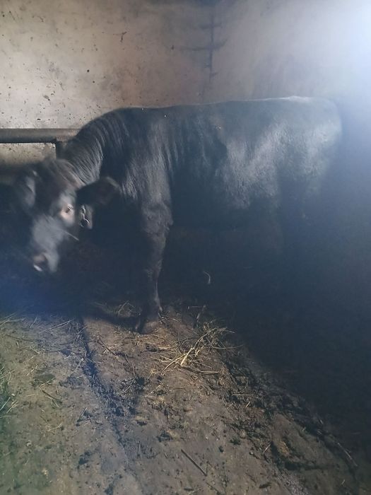 Vând un taur angus negru și o junica bălțată românească