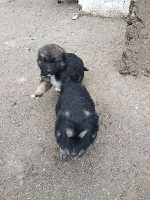 Отдам щенят в добрые руки!!!