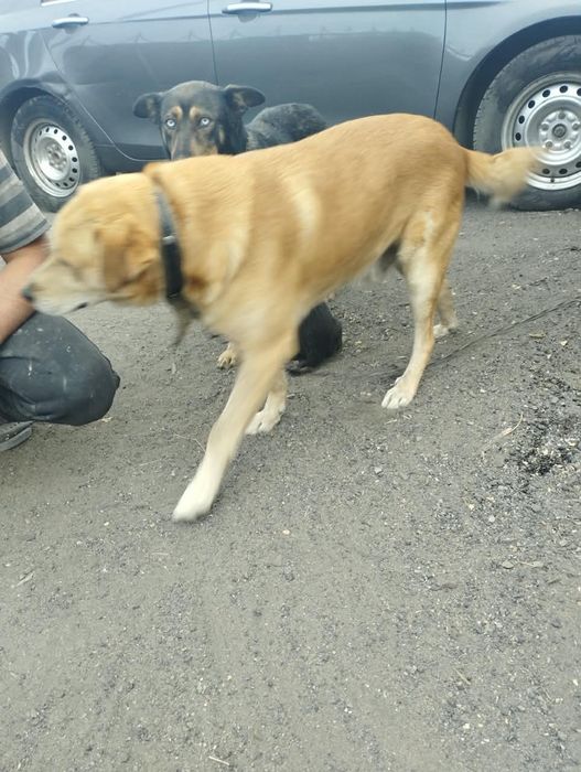 Отдам в хорошие руки.