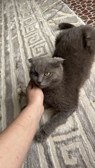 Британская вислоухая