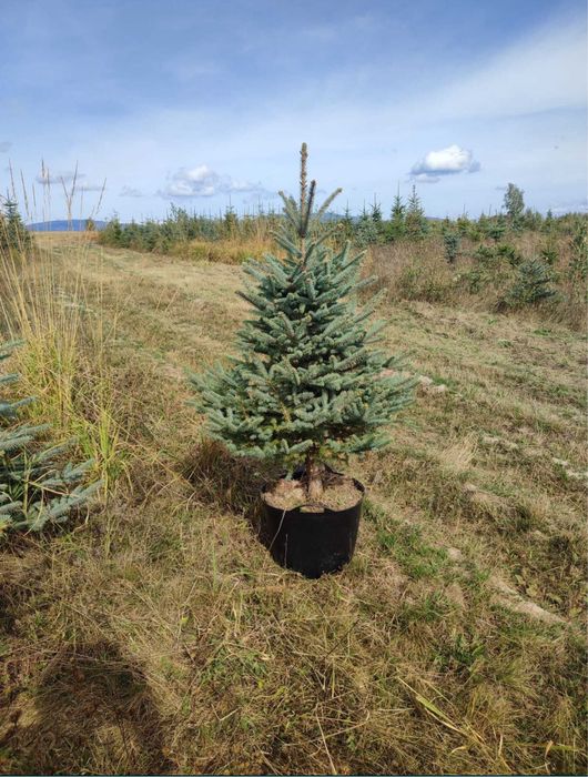 Brad verde Brad argintiu