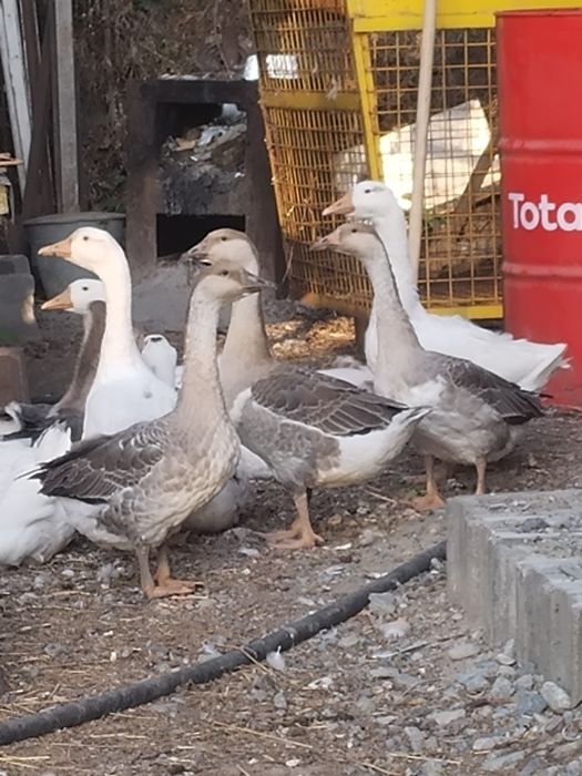 Продам молодых гусей.