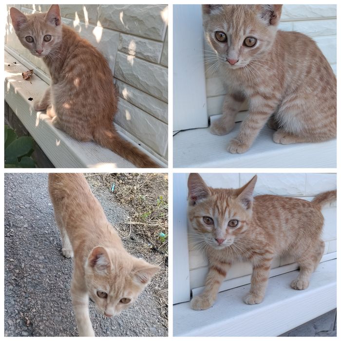 Котята       рыжие