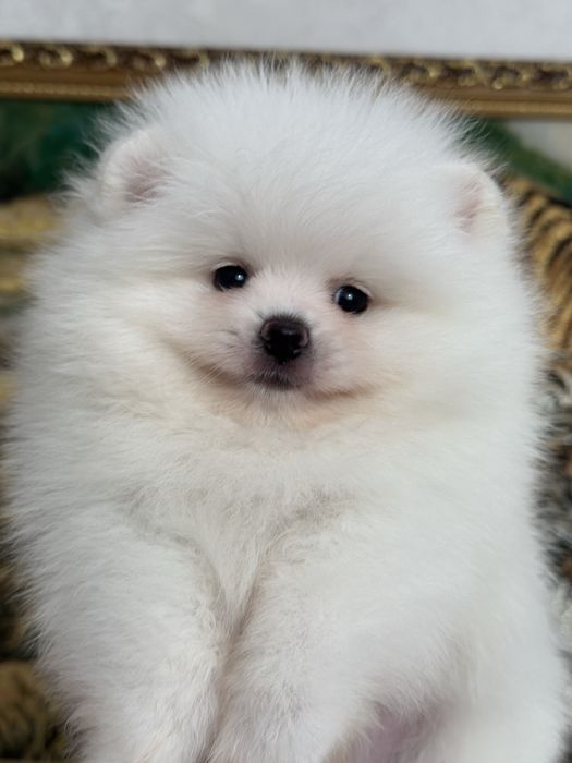 Белые шпицы мишки