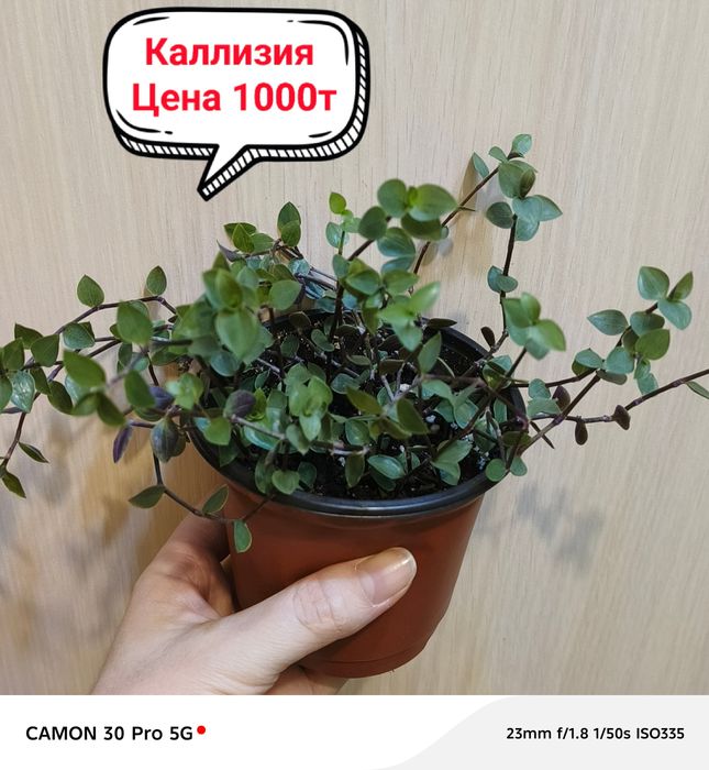 Продам комнатные цветы