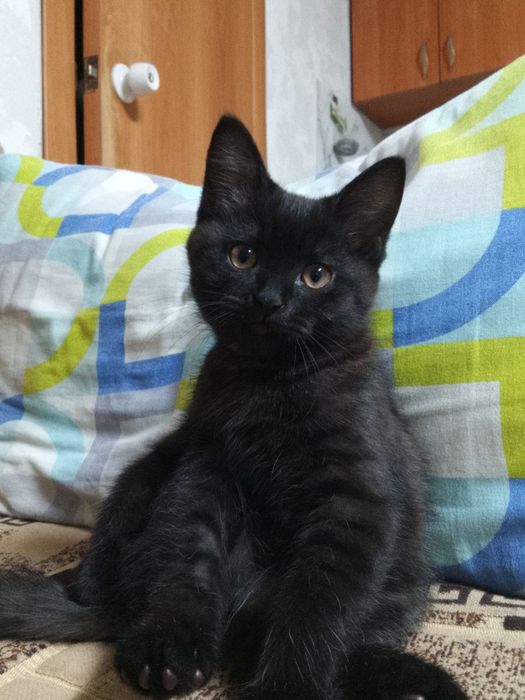 Отдаем котёнка, в добрые руки