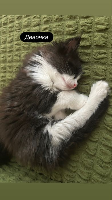 Отдам котят в надежные руки