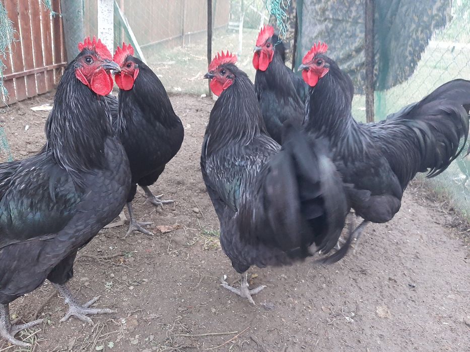 Vand cocosi rasa Australorp negru