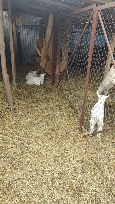 Se vind capre Saanen