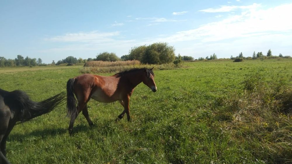 Продам кобылу 4 года