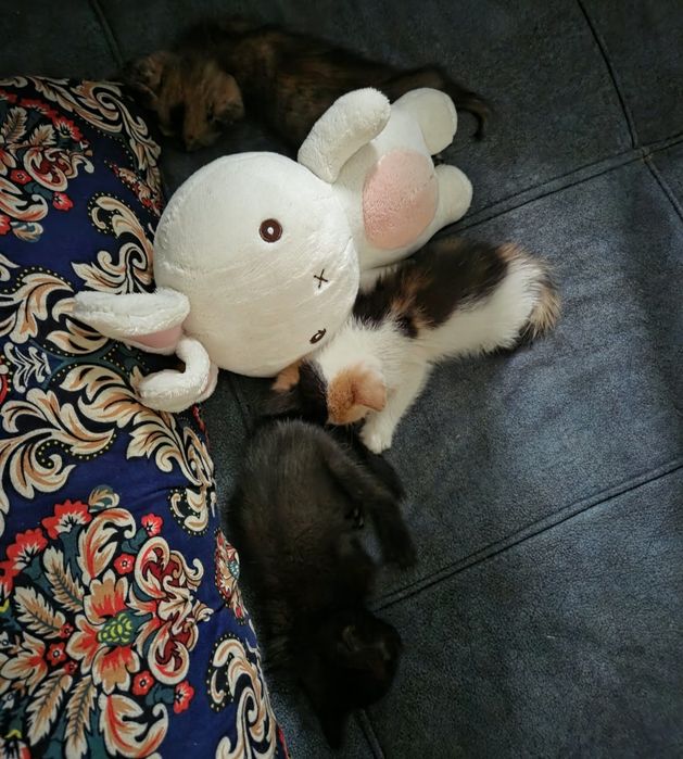 Пристраиваю котят