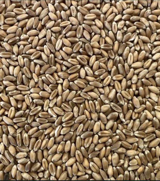 Grâu producție 2026, 500kg în saci
