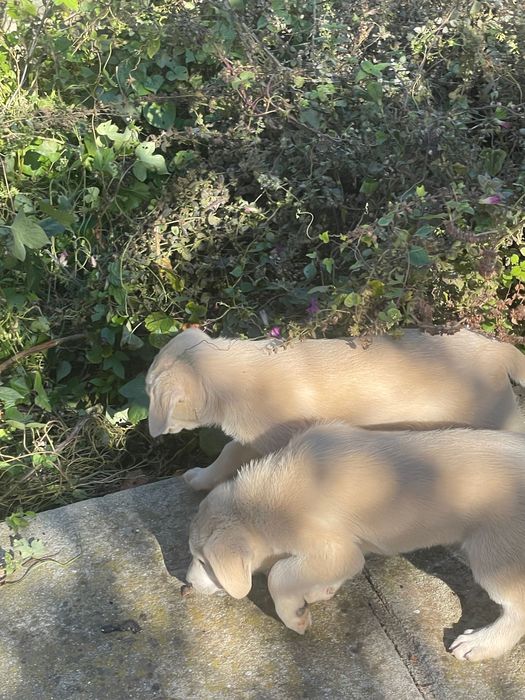 Cățeluși talie medie 2.5 luni