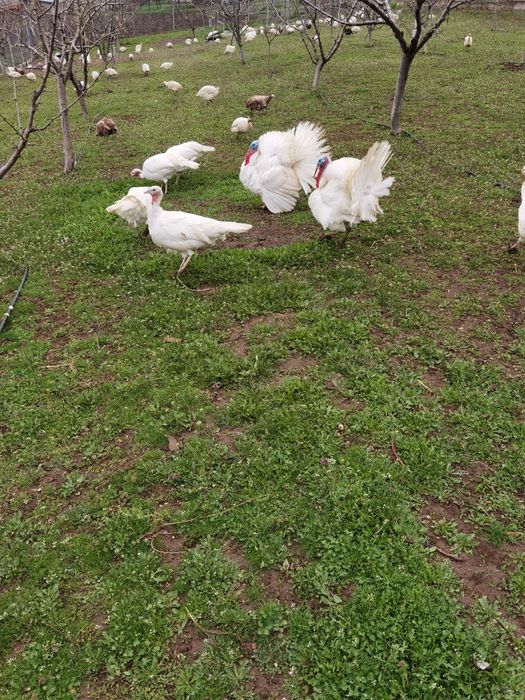 Ouă de curca de vânzare 10 lei bucata