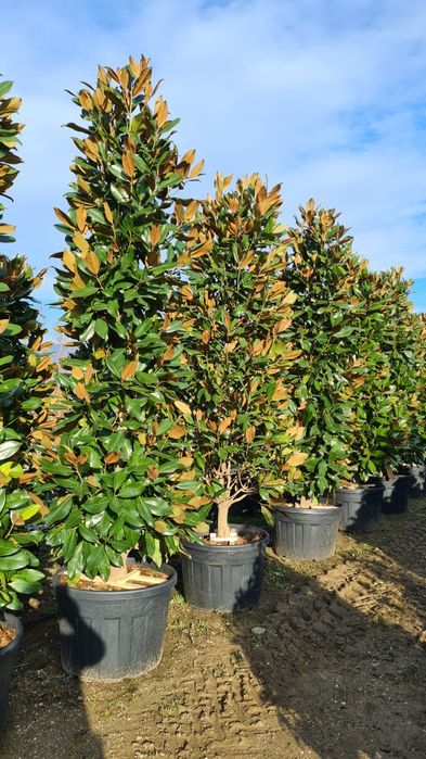 Magnolia grandiflora