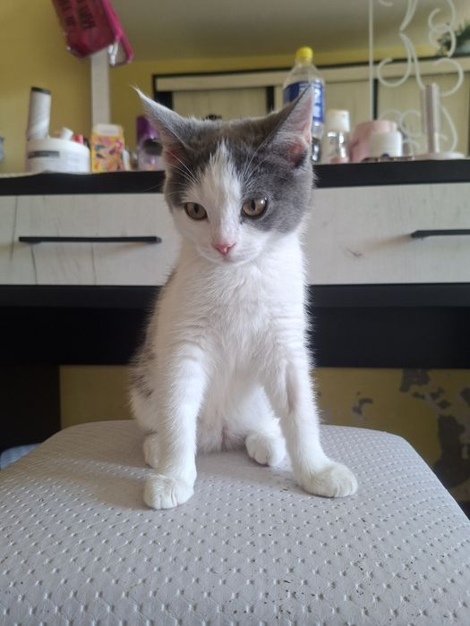 Продаётся котёнок девочка