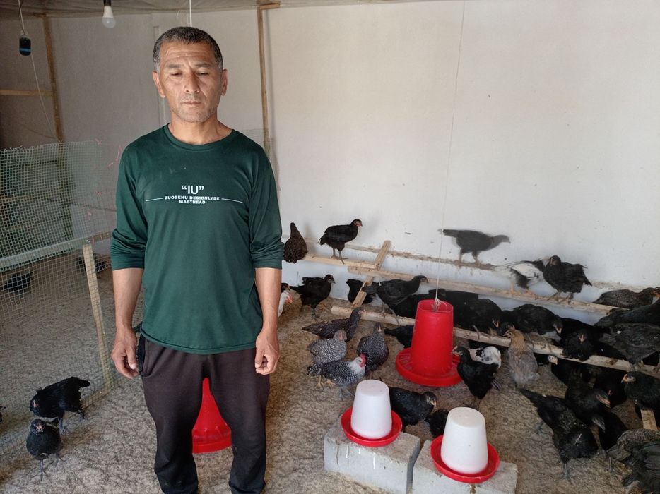 Паранда сотамиз зотли қора товуқлар