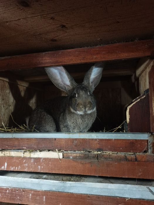 Mascul urias german gri