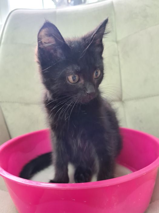 Отдам котёнка в хорошие руки