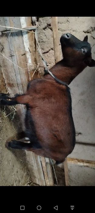 Ечкилар сотилади