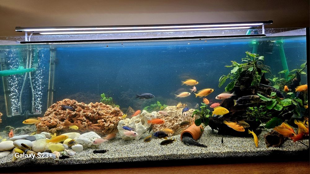 Acvariu de vanzare 450litri, 160litri,110litri cu