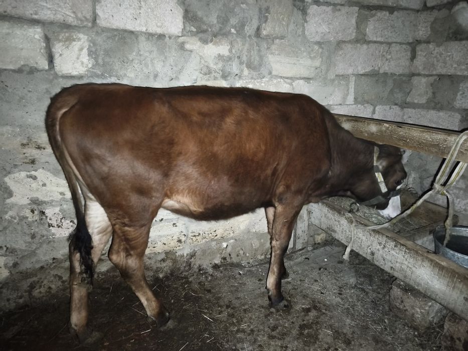 Баспақ сатылады жемде тұрған