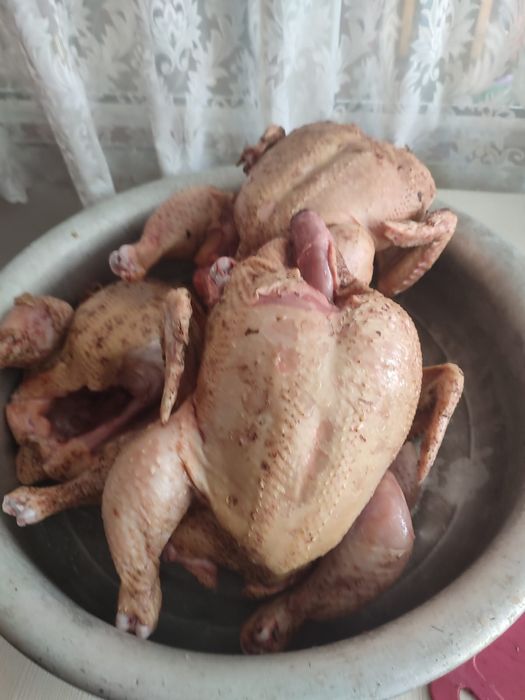 Продам курей звоните.
