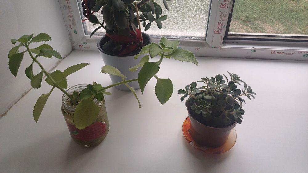 Продам домашние цветы.