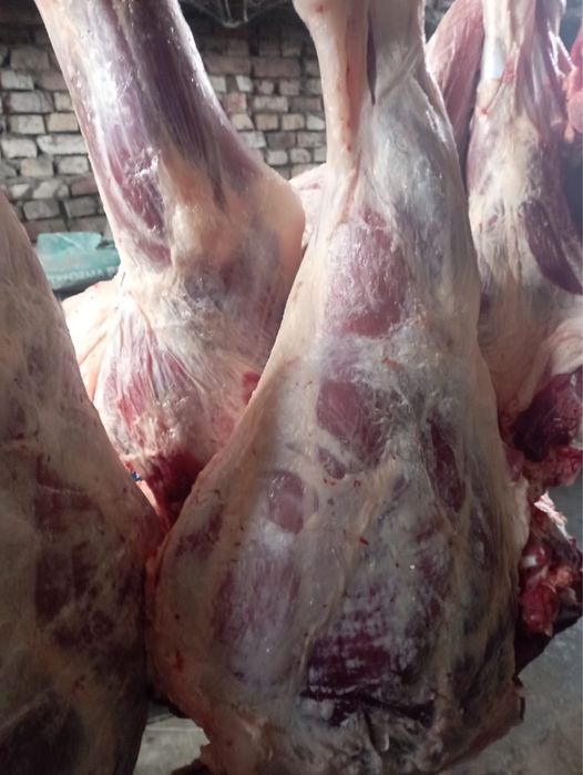 Продам мясо говядены молодое