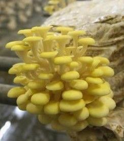 Чували със заразен субстрат за гъби!