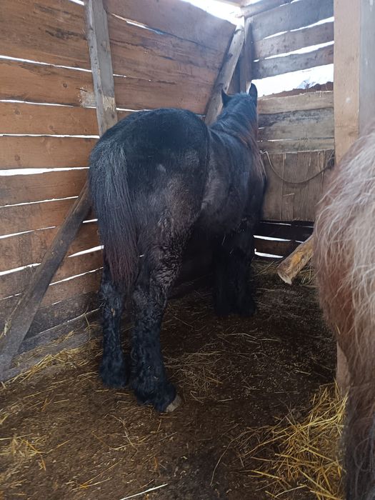 Mânz de 10 luni gros
