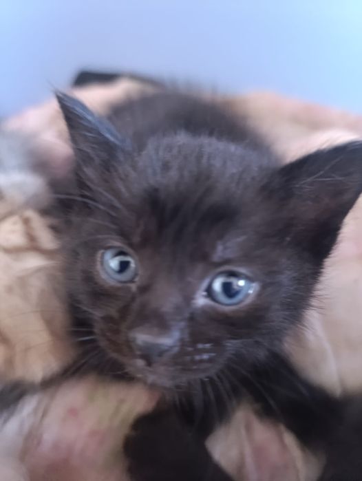 Отдам в хорошие руки