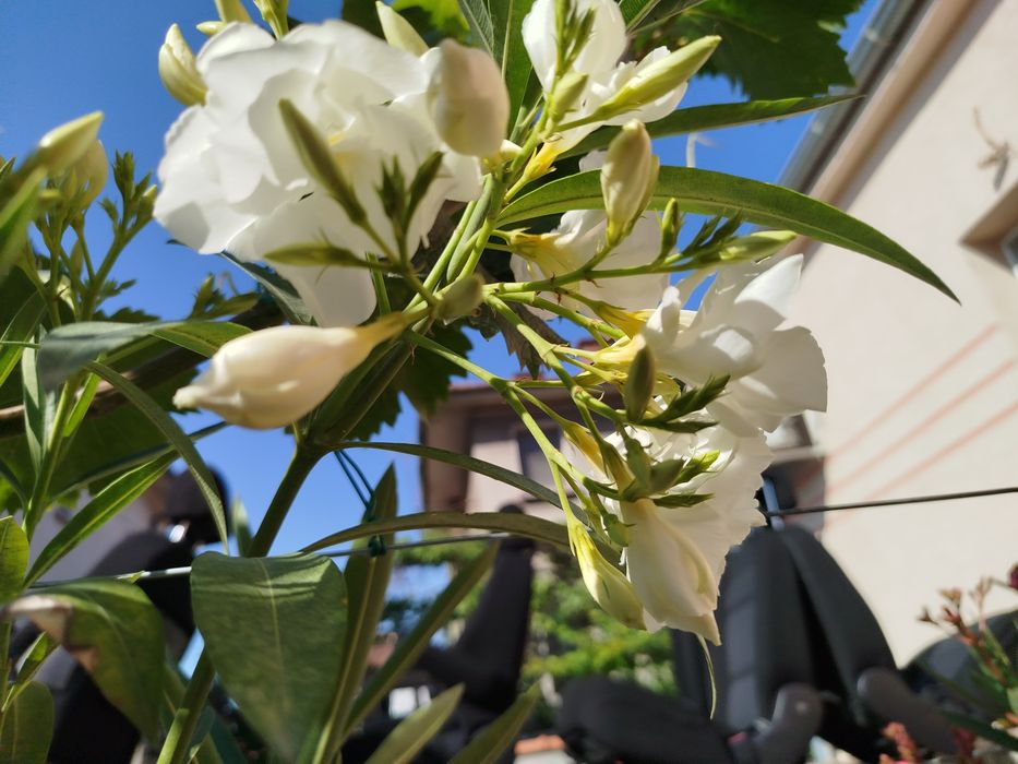 Зокум / Олеандър