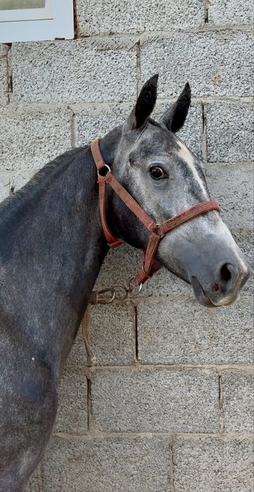 Продам Орловскую Кобылку