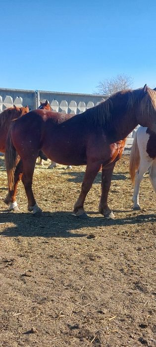 Жеребцы Тяжеловоз