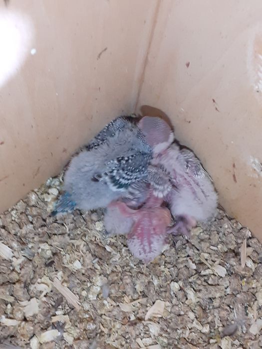 Crescator vand perusi reproducatori normali si standard