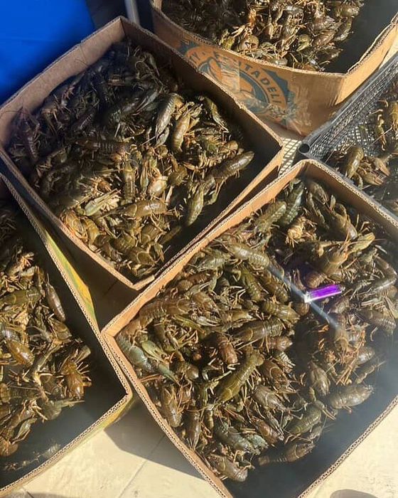 Живые раки оптом