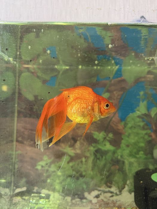 Крупные золотые рыбки